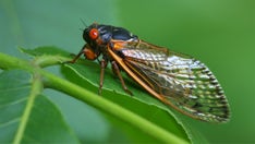 White House press corps flight to UK delayed for hours by cicadas