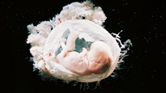 Senate Dems reject ban on certain types of human-animal hybrid experiments