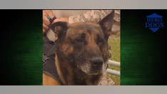 Fox Nation's 'Hero Dogs' focuses on heroic K9s in Afghanistan involved in Bergdahl mission, Bin Laden raid