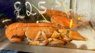 Two of the world's rarest lobsters found in the same tank of England market: 'One in a billion'
