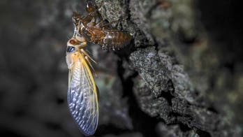 Sen. Portman snags a cicada on Capitol lawn in TV interview as swarms emerge