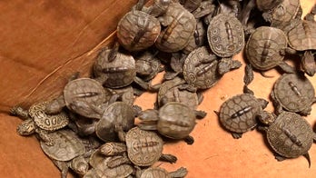 More than 800 turtles rescued from New Jersey storm drains