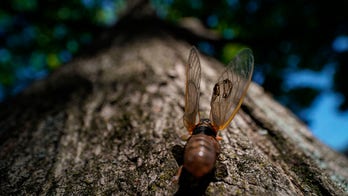 Brood X cicadas are gone: When will they reemerge?