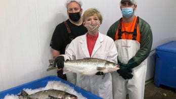 Genetically modified salmon head to US dinner plates