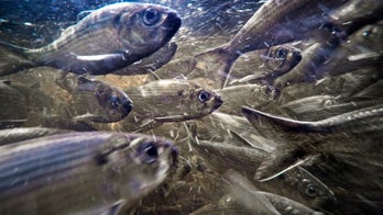 East Coast's at-risk river herring see population growth