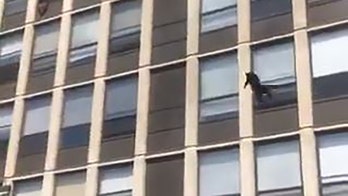 Cat leaps from window of burning building in Chicago -- and sticks the landing