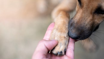 US Navy veteran reunited with stolen therapy dog: 'She's my best friend'
