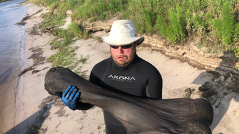 Florida scuba divers discover 50-pound Ice Age mammoth bone in river
