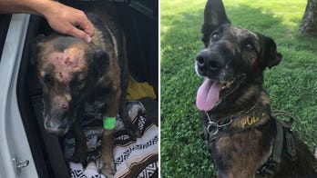 'Hero Dogs': Courageous canine survives two stabbings in the line of duty