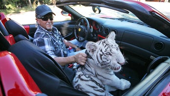 Carolina Tiger Rescue takes in big cats from Tiger King Park