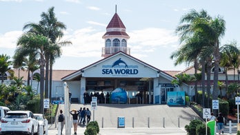 Sea World penguin plush toy blamed for killing Australian boy in ‘severe’ accident