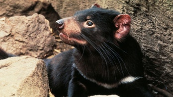 Tasmanian devil joeys born on Australian mainland for first time in 3,000 years
