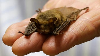 Bipartisan legislation seeks to freeze funding for gain-of-function research