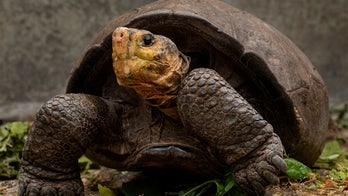Giant tortoise thought to be extinct over a century ago found on Galapagos