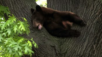 Bear tranquilized in St. Louis County suburbs