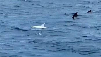White dolphin spotted swimming off California coast