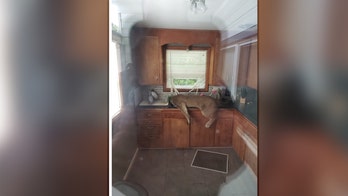 Cougar breaks into Washington man's home, passes out in kitchen
