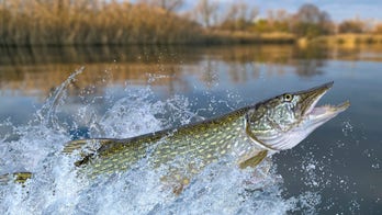 Record-breaking fish caught and released in West Virginia