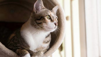 FDA approves first feline arthritis pain treatment