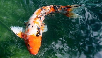 Utah man catches large fish in lake where officials say it should never have been found