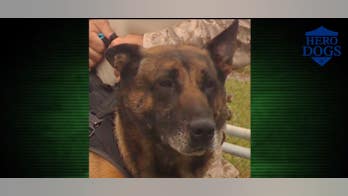 Fox Nation's 'Hero Dogs' focuses on heroic K9s in Afghanistan involved in Bergdahl mission, Bin Laden raid