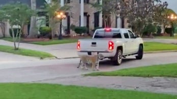 Authorities may have new lead in locating tiger that got loose in Houston neighborhood: report