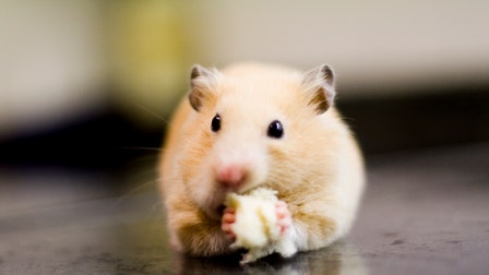 Inhaled nanobodies effective against coronavirus in hamsters, researchers say