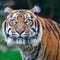 Tiger mauls Florida man at airboat attraction, authorities say