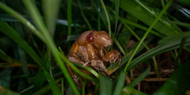 A cicada nymph moves in the grass, Sunday, May 2, 2021, in Frederick, Md. (AP Photo/Carolyn Kaster)