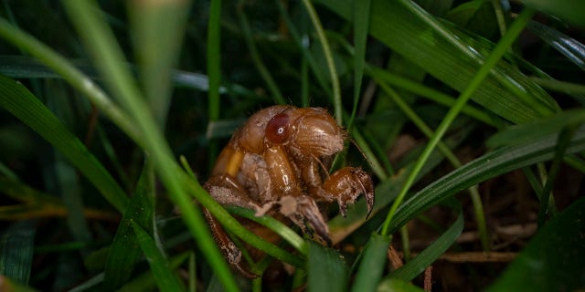 A cicada nymph moves in the grass, Sunday, May 2, 2021, in Frederick, Md. Within days, a couple weeks at most, the cicadas of Brood X (the X is the Roman numeral for 10) will emerge after 17 years underground. There are many broods of periodic cicadas that appear on rigid schedules in different years, but this is one of the largest and most noticeable. (AP Photo/Carolyn Kaster)