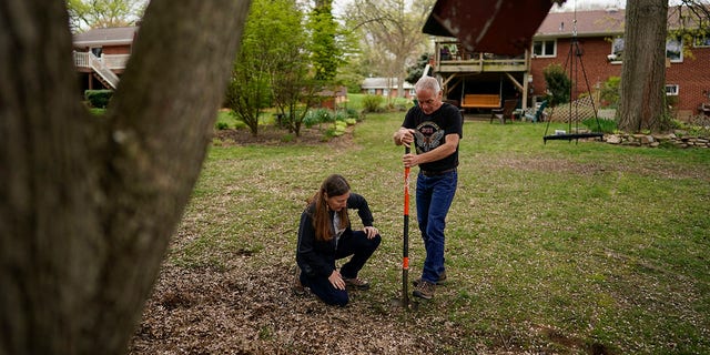 University of Maryland entomologists Michael Raupp and Paula Shrewsbury turn a shovel of dirt to pick out cicada nymphs in a suburban backyard in Columbia, Md., Tuesday, April 13, 2021. The cicadas will mostly come out at dusk to try to avoid everything that wants to eat them, squiggling out of holes in the ground. They’ll try to climb up trees or anything vertical. (AP Photo/Carolyn Kaster)