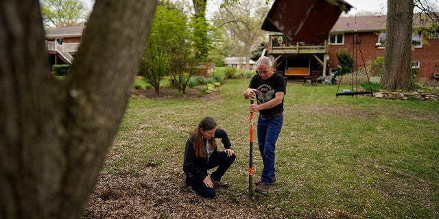 Die Entomologen der University of Maryland, Michael Raupp und Paula Shrewsbury, drehen eine Schaufel Erde, um Zikadennymphen in einem Vorort von Columbia, Md., Am Dienstag, den 13. April 2021, auszusuchen. Die Zikaden werden meistens in der Dämmerung herauskommen, um zu versuchen, alles zu vermeiden will sie essen und krümmt sich aus Löchern im Boden. Sie werden versuchen, auf Bäume oder irgendetwas Vertikales zu klettern. (AP Foto / Carolyn Kaster)