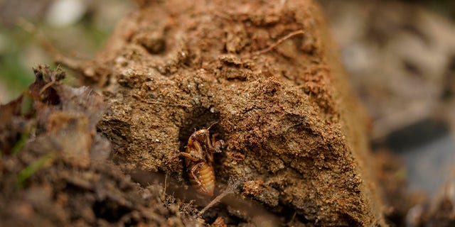 A cicada nymph is seen in an emergence tunnel in a shovel of dirt in a suburban backyard in Columbia, Md., Tuesday, April 13, 2021. America is the only place in the world that has periodic cicadas that stay underground for either 13 or 17 years, says entomologist John Cooley of the University of Connecticut. (AP Photo/Carolyn Kaster)