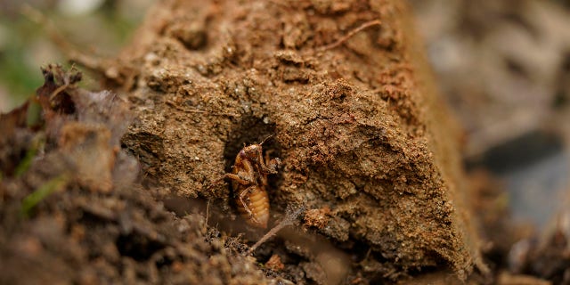 A cicada nymph is seen in an emergence tunnel in a shovel of dirt in a suburban backyard in Columbia, Md., Tuesday, April 13, 2021. America is the only place in the world that has periodic cicadas that stay underground for either 13 or 17 years, says entomologist John Cooley of the University of Connecticut. (AP Photo/Carolyn Kaster)