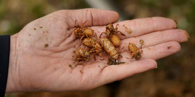 University of Maryland entomologist Paula Shrewsbury displays a handful of cicada nymphs found in a shovel of dirt in a suburban backyard in Columbia, Md., Tuesday, April 13, 2021. This is not an invasion. The cicadas have been here the entire time, quietly feeding off tree roots underground, not asleep, just moving slowly waiting for their body clocks tell them it is time to come out and breed. They’ve been in America for millions of years, far longer than people. (AP Photo/Carolyn Kaster)