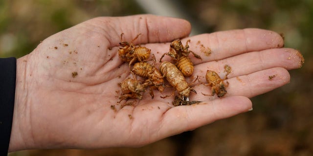 University of Maryland entomologist Paula Shrewsbury displays a handful of cicada nymphs found in a shovel of dirt in a suburban backyard in Columbia, Md., Tuesday, April 13, 2021. This is not an invasion. The cicadas have been here the entire time, quietly feeding off tree roots underground, not asleep, just moving slowly waiting for their body clocks tell them it is time to come out and breed. They’ve been in America for millions of years, far longer than people. (AP Photo/Carolyn Kaster)