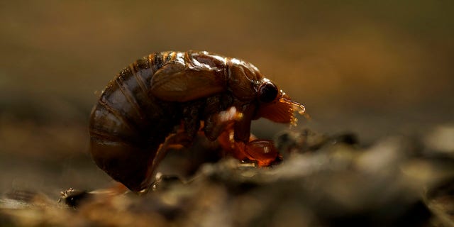 A cicada nymph sits on the ground, Sunday, May 2, 2021, in Frederick, Md. (AP Photo/Carolyn Kaster)