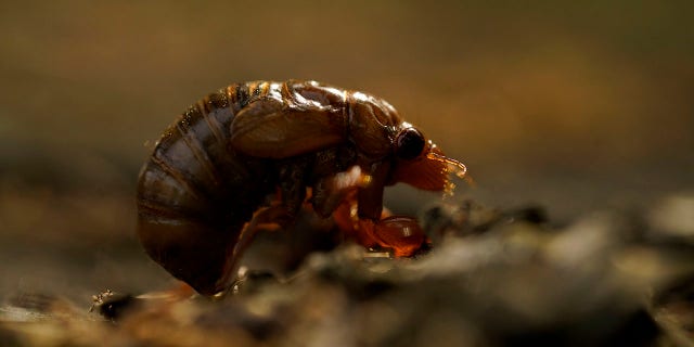 A cicada nymph sits on the ground, Sunday, May 2, 2021, in Frederick, Md. (AP Photo/Carolyn Kaster)