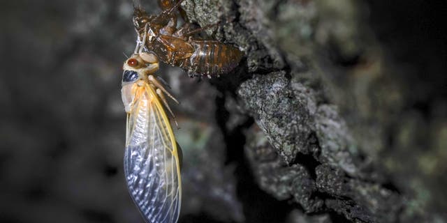 Trillions of cicadas are about to emerge from 15 states in the U.S. East. Scientists say Brood X is one of the biggest for these bugs which come out only once every 17 years. (AP Photo/Carolyn Kaster)