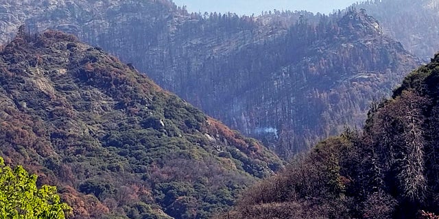 This photo provided by the National Park Service shows what appears to be a smoldering tree in Sequoia National Park, Calif., on April 22, 2021. A giant sequoia has been found smoldering and smoking in an area of Sequoia National Park burned by one of the huge wildfires that scorched California last year. The National Park Service said Wednesday, May 5, 2021, that the cause of the tree fire appears to be the 2020 Castle Fire, which burned more than 270 square miles in the Sierra Nevada. (Tony Caprio/National Park Service via AP)