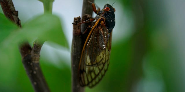 Cicada بزرگسالان در واشنگتن دی سی ، پنجشنبه ، 6 مه 2021. تریلیون ها cicadas در آستانه ترک 15 ایالت در شرق ایالات متحده است.  cicadas های Brood X ، تریلیون اشکال چشم قرمز که آوازهای علمی-تخیلی قوی می خوانند ، می توانند کاملا شوم به نظر برسند.  مخصوصاً بعد از اینکه فقط هر 17 سال از زیر زمین بیرون می آیند.  (عکس AP / کارولین کاستر)