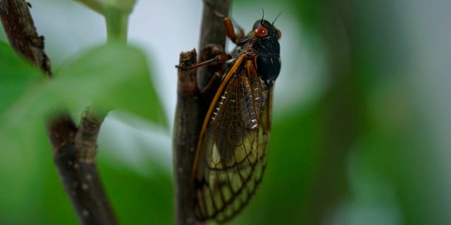 An adult cicada in Washington, Thursday, May 6, 2021. Trillions of cicadas are about to emerge from 15 states in the U.S. East. The cicadas of Brood X, trillions of red-eyed bugs singing loud sci-fi-sounding songs, can seem downright creepy. Especially since they come out from underground only every 17 years.  (AP Photo/Carolyn Kaster)