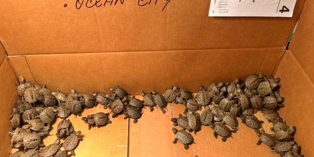 This photo, provided by Stockton University, shows some of the hundreds of diamondback terrapin hatchlings rescued from storm drains by volunteers in Ocean City, NJ. (Lester Block/Stockton University via AP)