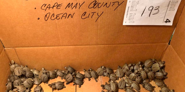 This photo, provided by Stockton University, shows some of the hundreds of diamondback terrapin hatchlings rescued from storm drains by volunteers in Ocean City, NJ. (Lester Block/Stockton University via AP)