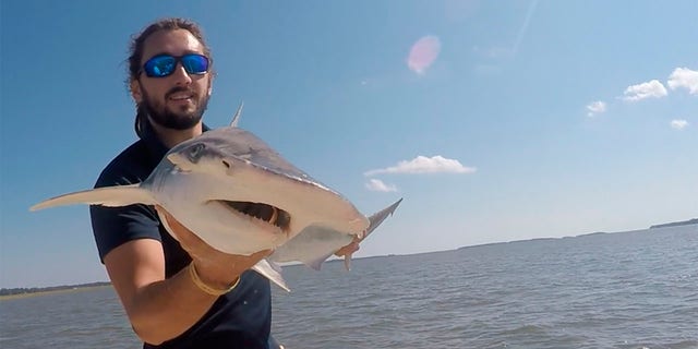 In this Sept. 2015 photo taken by Colby Griffiths on the North Edisto River in South Carolina, scientist Bryan Keller holds a bonnethead shark. Keller is among a group of scientists that found sharks use the Earth’s magnetic field as a sort of natural GPS when they navigate journeys that take them thousands of miles across the world’s oceans. (Photo courtesy Bryan Keller via AP)