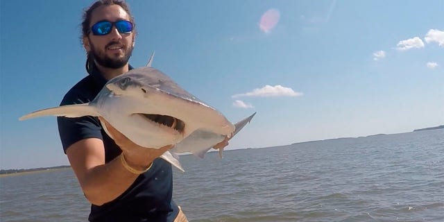 In this Sept. 2015 photo taken by Colby Griffiths on the North Edisto River in South Carolina, scientist Bryan Keller holds a bonnethead shark. Keller is among a group of scientists that found sharks use the Earth’s magnetic field as a sort of natural GPS when they navigate journeys that take them thousands of miles across the world’s oceans. (Photo courtesy Bryan Keller via AP)