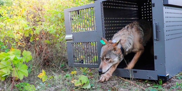 A group of scientists urged the Biden administration Thursday, May 13, 2021, to restore legal protections for gray wolves, saying their removal earlier in the year was premature and states were allowing too many of the animals to be killed. (National Park Service via AP, File)