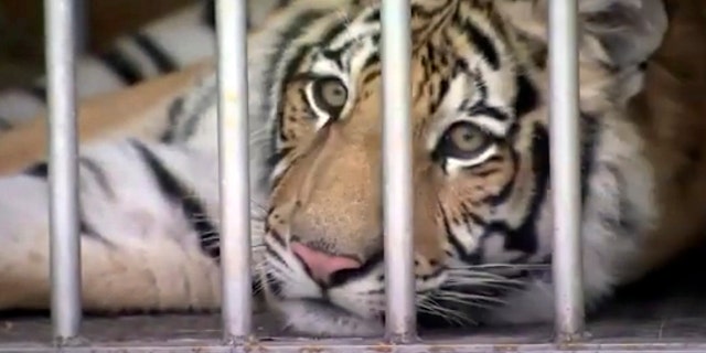 This frame grab from video provided by the Houston Police Department shows a tiger that was found after a nearly week-long search. (Associated Press)