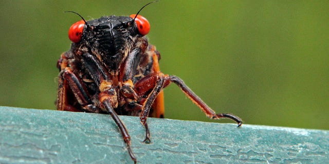 FILE - A cicada peers over a ledge in Chapel Hill, N.C., on May 11, 2011. (AP Photo/Gerry Broome, File)