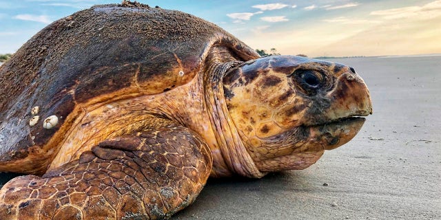 FILE - In this July 5, 2019, file photo provided by the Georgia Department of Natural Resources, a loggerhead sea turtle returns to the ocean after nesting on Ossabaw Island, Ga. A federal judge ordered an injunction Thursday, May 20, 2021, stopping the scheduled dredging of a Georgia shipping channel because of threats to nesting sea turtles. The Army Corps of Engineers wants to scrap a policy that for 30 years has protected rare sea turtles from being mangled and killed by dredged used to suck sediments from harbors in four Southern states. (Georgia Department of Natural Resources via AP, File)